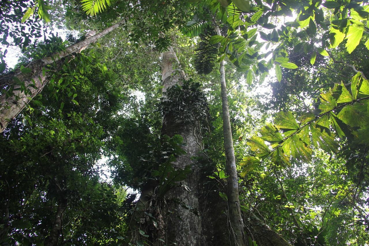 Green Forest Ecolodge Puerto Montufar Eksteriør billede