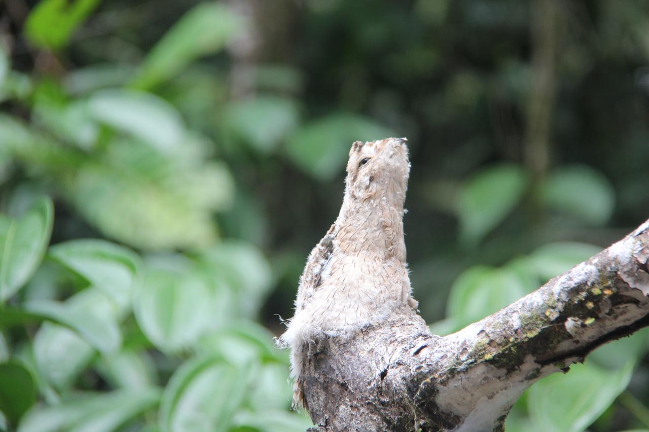Green Forest Ecolodge Puerto Montufar Eksteriør billede
